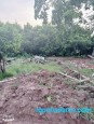 Liên Thôn Chương Dương