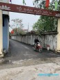 đồng mai Biên Giang