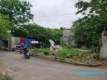 đồng mai Biên Giang