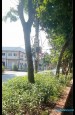 179 Trâu Quỳ