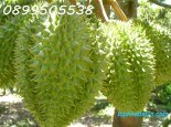 ĐT 741 Tân Đồng