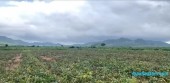 ĐT 675 Ia Piơr