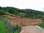 Mảnh đất đắc địa làm Camping, quán cà phê view thung lũng cực đẹp tại Mường Sang Mộc Châu cần bán