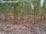 Bán đất vườn Xuân thành, Xuân Lộc, Đồng Nai. Giá chỉ 3.2 tỷ. Lh: 0984488048