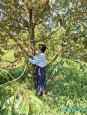 CHÍNH CHỦ BÁN 4000M2 SỔ HỒNG RIÊNG 428t.TRIEU MY2149 Đường ĐT 753, Tân Lợi