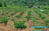 Kon Tum, cơ hội đầu tư giữ tiền cực đỉnh!????
